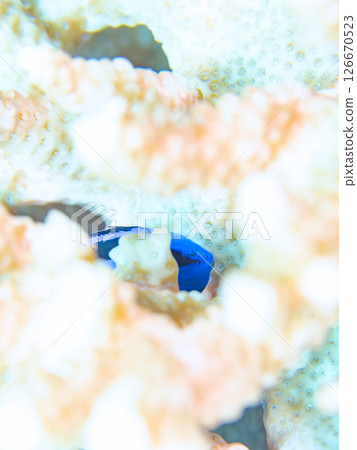 Beautiful bleached table coral and cute young blue tang fish, Hirizohama Nakagi Minamiizu Town Izu Peninsula Shizuoka Prefecture 2024 Beautiful bleached table coral and cute young blue tang fish, Hirizohama Nakagi Minamiizu Town Izu Peninsula Shizuoka Prefecture 2024 126670523