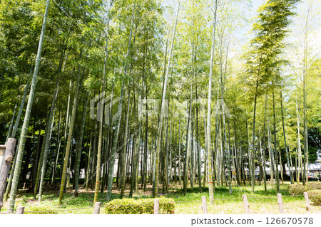 漫步於東京都世田谷區粕屋一丁目蘆花甲週園的竹林中,感受春天的藍色天空 漫步於東京都世田谷區粕屋一丁目蘆花甲週園的竹林中,感受春天的藍色天空 126670578