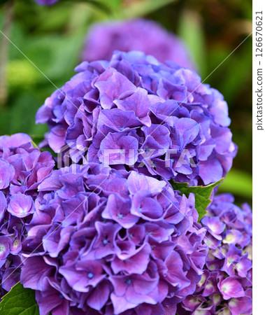 繡球花(帶有雨滴,適合雨季) 繡球花(帶有雨滴,適合雨季) 126670621