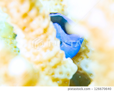 Beautiful bleached table coral and cute young blue tang fish, Hirizohama Nakagi Minamiizu Town Izu Peninsula Shizuoka Prefecture 2024 126670640