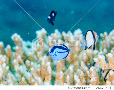 美麗的漂白桌珊瑚和可愛的藍刺尾魚幼魚，伊豆半島靜岡縣南伊豆町中城廣島 2024 126670641