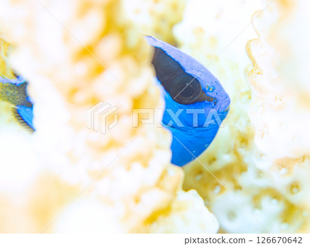 Beautiful bleached table coral and cute young blue tang fish, Hirizohama Nakagi Minamiizu Town Izu Peninsula Shizuoka Prefecture 2024 Beautiful bleached table coral and cute young blue tang fish, Hirizohama Nakagi Minamiizu Town Izu Peninsula Shizuoka Prefecture 2024 126670642