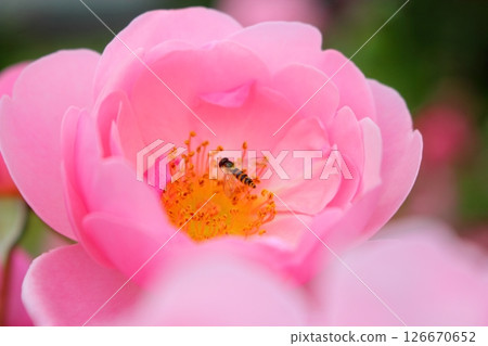 A bee lands on a pink rose flower [close-up] 126670652