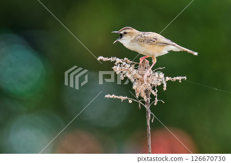 A male warbler singing while perched on dried grass 126670730