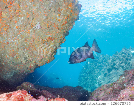 A huge and beautiful stonefish. Old adult fish are called Kuchiguro because of their appearance. Hirizohama Nakagi Minamiizu Town Izu Peninsula Shizuoka Prefecture 2024 126670735