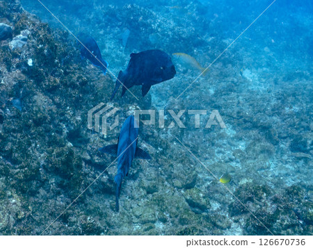 一條巨大而美麗的石斑魚。老年魚因其外觀而被稱為口黑魚。 Hirizohama Nakagi 南伊豆鎮 伊豆半島 靜岡縣 2024 126670736