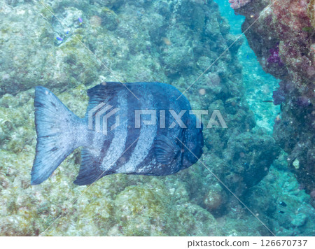 A huge and beautiful stonefish. Old adult fish are called Kuchiguro because of their appearance. Hirizohama Nakagi Minamiizu Town Izu Peninsula Shizuoka Prefecture 2024 A huge and beautiful stonefish. Old adult fish are called Kuchiguro because of their appearance. Hirizohama Nakagi Minamiizu Town Izu Peninsula Shizuoka Prefecture 2024 126670737
