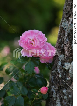 Pink roses nestled on a tree Pink roses nestled on a tree 126670764