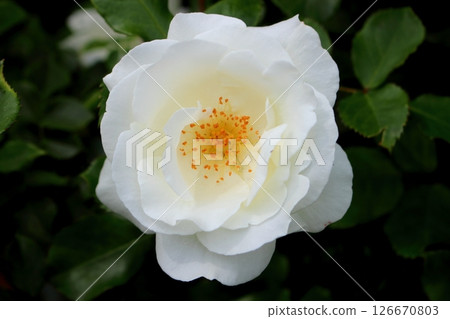 白玫瑰花朵特寫 白玫瑰花朵特寫 126670803