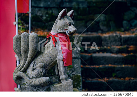 A guardian fox statue wearing a red apron at Kanazakura Inari Shrine in Yamanashi Prefecture 126670845
