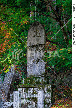 Autumn scenery of the memorial stone quietly surrounded by autumn leaves in the grounds of Kanazakura Shrine, Yamanashi Prefecture 126670851