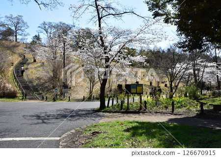 橫濱市兒童自然公園的步道和盛開的櫻花 126670915