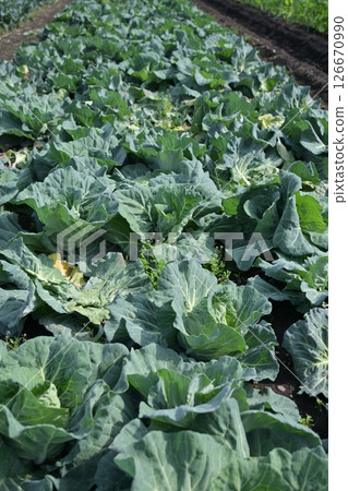 Cabbage patch: cabbage patch 126670990