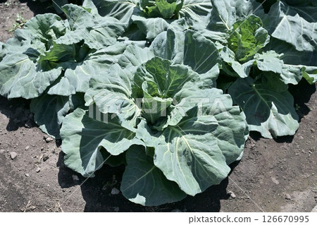 Cabbage patch: cabbage patch 126670995
