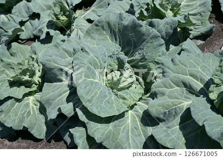 Cabbage patch: cabbage patch Cabbage patch: cabbage patch 126671005