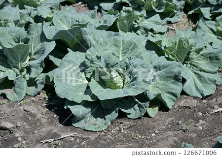 Cabbage patch: cabbage patch Cabbage patch: cabbage patch 126671006