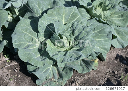 Cabbage patch: cabbage patch Cabbage patch: cabbage patch 126671017