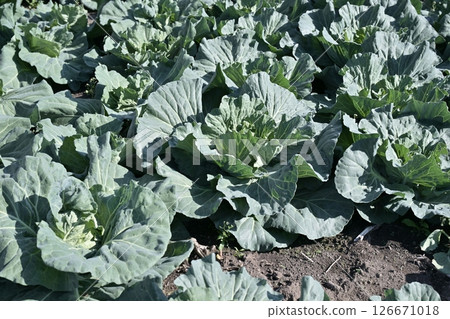 Cabbage patch: cabbage patch Cabbage patch: cabbage patch 126671018