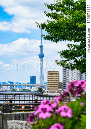從中川右岸公園眺望天空樹 126671111
