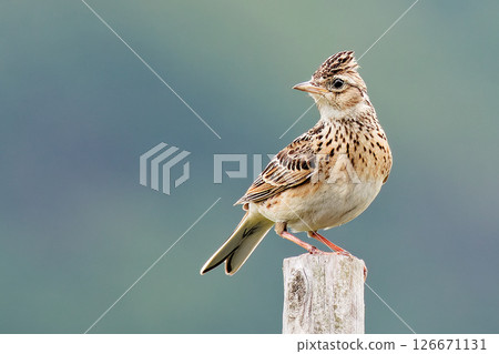 Skylark on a post 126671131