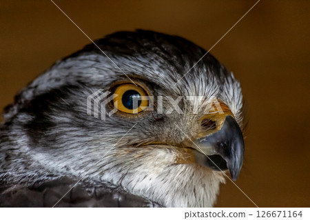 The fearless face of a goshawk with a broken beak tip [Accipitridae] 126671164