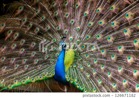 The appearance of a male Indian peafowl with its wings spread 126671182
