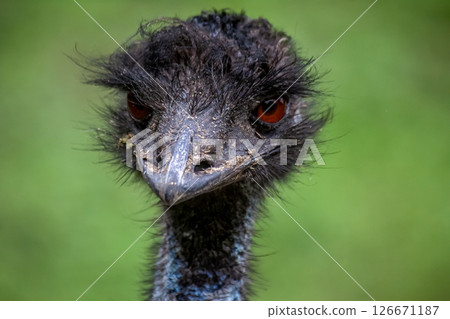 Face of Casuariidae Emu [Slightly menacing face] 126671187
