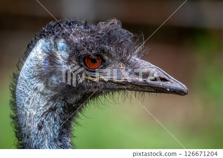 Face of Casuariidae Emu [Slightly menacing face] 126671204