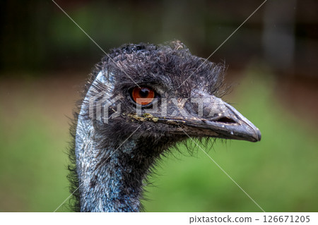 Face of Casuariidae Emu [Slightly menacing face] 126671205