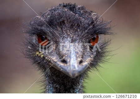 Casuariidae 鴯鶓的臉【略帶威脅的臉】 Casuariidae 鴯鶓的臉【略帶威脅的臉】 126671210