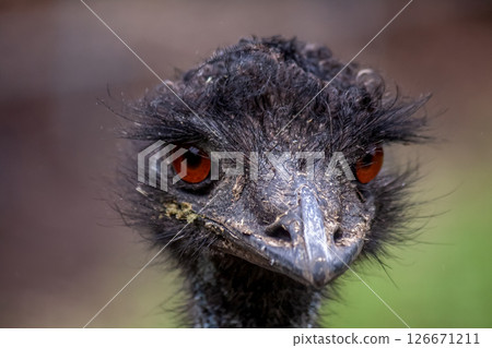 Casuariidae 鴯鶓的臉【略帶威脅的臉】 Casuariidae 鴯鶓的臉【略帶威脅的臉】 126671211