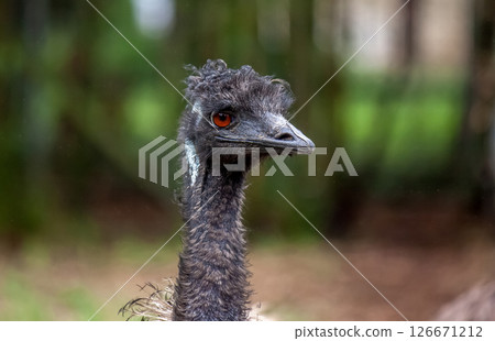 Casuariidae 鴯鶓的臉【略帶威脅的臉】 Casuariidae 鴯鶓的臉【略帶威脅的臉】 126671212