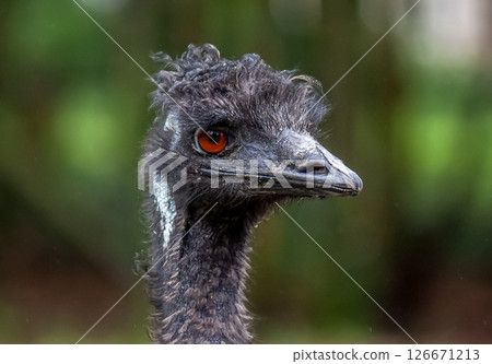 Casuariidae 鴯鶓的臉【略帶威脅的臉】 Casuariidae 鴯鶓的臉【略帶威脅的臉】 126671213