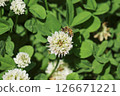 The Bee and the Clover Part 2 126671221