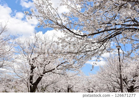 Cherry blossoms in full bloom at Sakurayama in Children's Nature Park, Yokohama 126671277