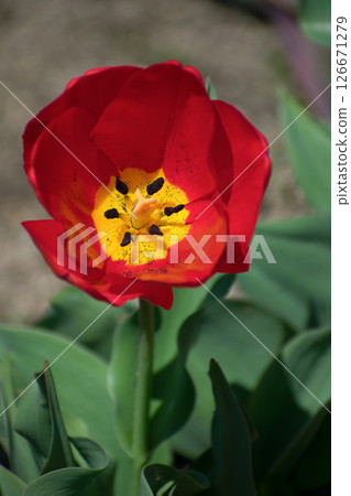 Red tulip 126671279