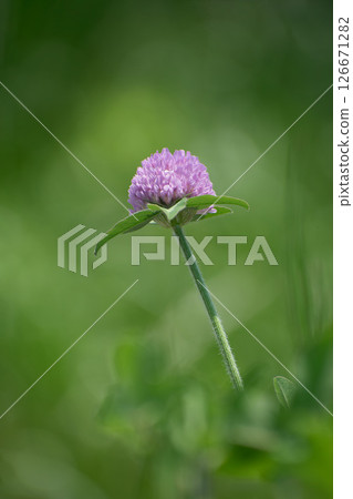Purple clover flower Purple clover flower 126671282