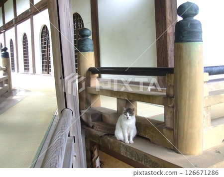 住在寺廟裡的流浪貓 126671286
