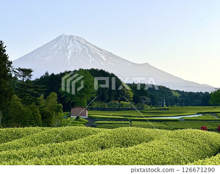 New buds appearing in tea fields and Mount Fuji New buds appearing in tea fields and Mount Fuji 126671290