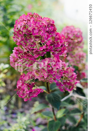 Panicle Hydrangea Samarskaya Lidiya Blooming in Garden Panicle Hydrangea Samarskaya Lidiya Blooming in Garden 126671450