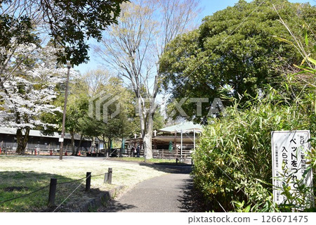 Yokohama Children's Nature Park's Little Zoo and cherry blossoms in full bloom Yokohama Children's Nature Park's Little Zoo and cherry blossoms in full bloom 126671475