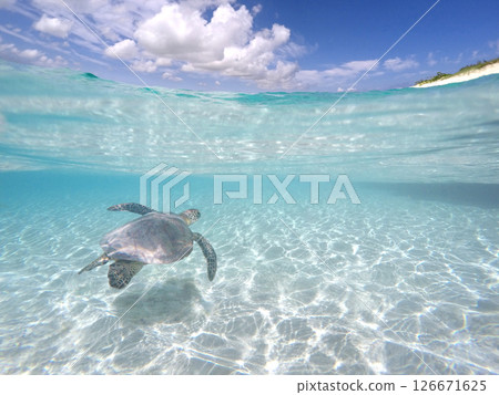 海龜在藍色的海和沙灘中游泳 海龜在藍色的海和沙灘中游泳 126671625