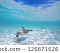 Sea turtles swimming in the blue ocean and the blue sky peeking through the surface of the sea 126671626