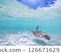 Sea turtles swimming in the blue ocean and the blue sky peeking through the surface of the sea 126671629