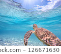 Sea turtles swimming in the blue ocean and the blue sky peeking through the surface of the sea 126671630