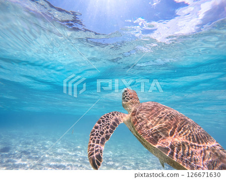 Sea turtles swimming in the blue ocean and the blue sky peeking through the surface of the sea 126671630