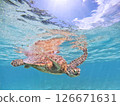 Sea turtles swimming in the blue ocean and the blue sky peeking through the surface of the sea 126671631