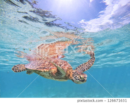 海龜在藍色的海洋中暢遊，藍色的天空透過海面露出 126671631