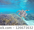 Sea turtles swimming in the blue waters of the coral reef 126671632