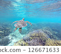 Sea turtles swimming in the blue waters of the coral reef 126671633